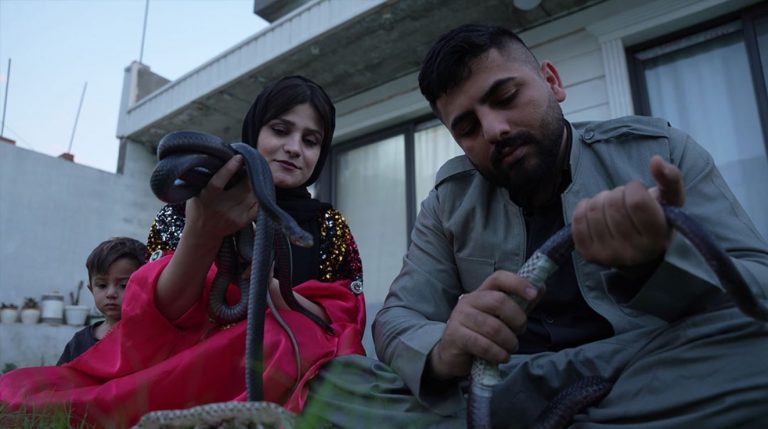 ژن و مێردێکی گەنج  بە بەخێوکردنی مار و دروستکردنی زەیت لە کاژەکەی، بژێوی ژیانیان پەیدا دەکەن