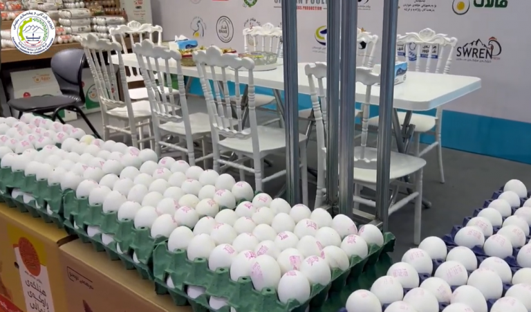 پرۆژەکانی بەرهەم هێنانی هێلکە لە سنوری پارێزگای سلێمانی خواستی ناوخۆی پڕ دەکەنەوە.